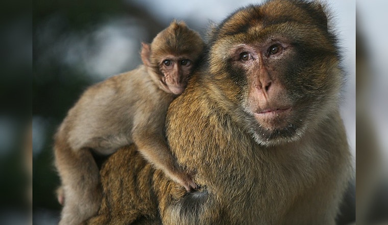 Whole Foods Fends Off PETA Allegations on Monkey Labor in Coconut Milk Supply Chain