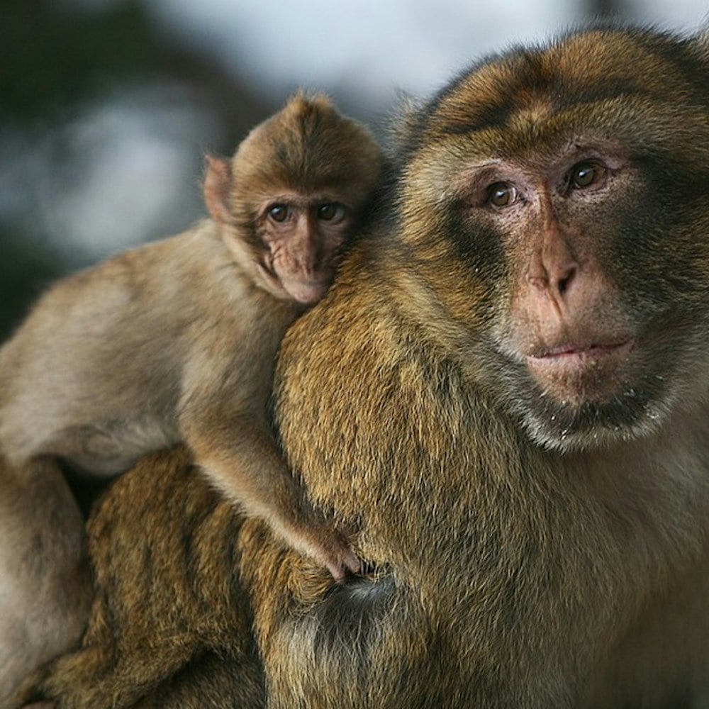 Whole Foods Fends Off PETA Allegations on Monkey Labor in Coconut Milk Supply Chain