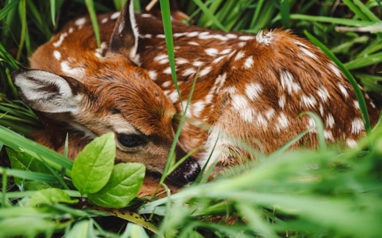 Wildlife Experts Urge Texans to Avoid Interfering with Young Animals in Spring Season