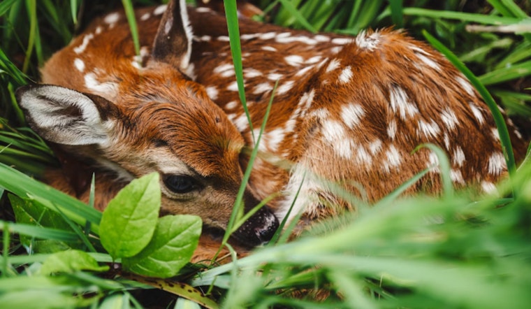 Wildlife Experts Urge Texans to Avoid Interfering with Young Animals in Spring Season