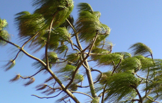 Wind Advisory in Effect Across Southern California with Gusts Reaching 50mph