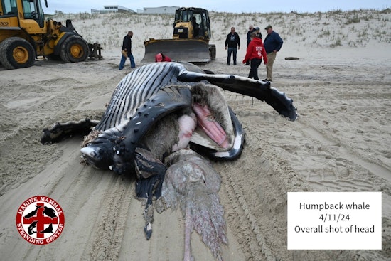 Young Humpback Whale Found Dead Off Long Beach Island Suffered Blunt Force Injuries