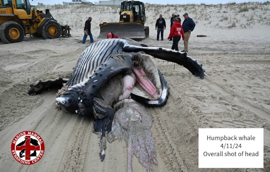 Young Humpback Whale Found Dead Off Long Beach Island Suffered Blunt Force Injuries