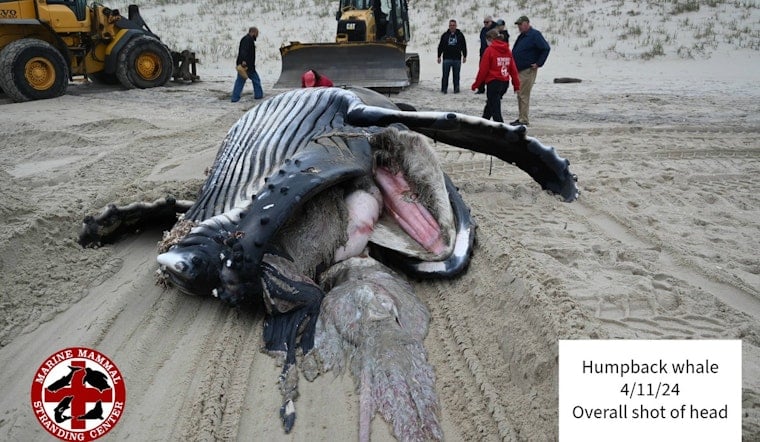 Young Humpback Whale Found Dead Off Long Beach Island Suffered Blunt Force Injuries