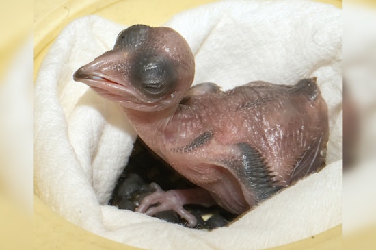 Zoo Miami Celebrates First Successful Hatching of Endangered Crested Coua Chick