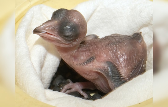 Zoo Miami Celebrates First Successful Hatching of Endangered Crested Coua Chick