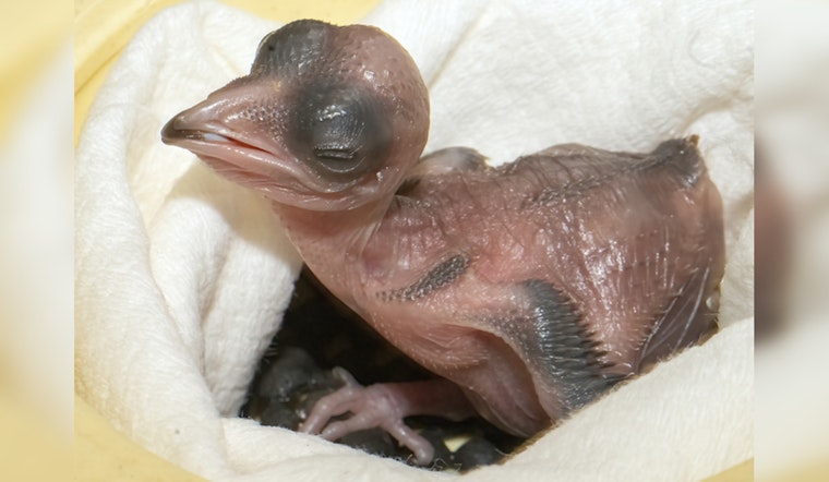 Zoo Miami Celebrates First Successful Hatching of Endangered Crested Coua Chick