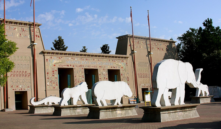Memphis Zoo Plans $250 Million Renovation to Enhance Animal Habitats and Visitor Experience