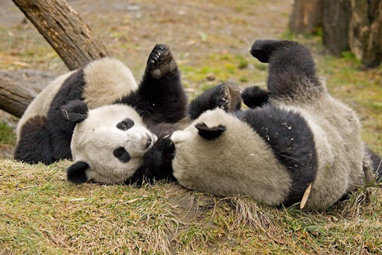 Panda Diplomacy Paused, SF Mayor's $25 Million Fundraising Plan Put on Hold Amid Oversight Concerns