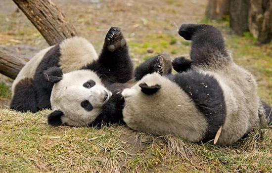 Panda Diplomacy Paused, SF Mayor's $25 Million Fundraising Plan Put on Hold Amid Oversight Concerns