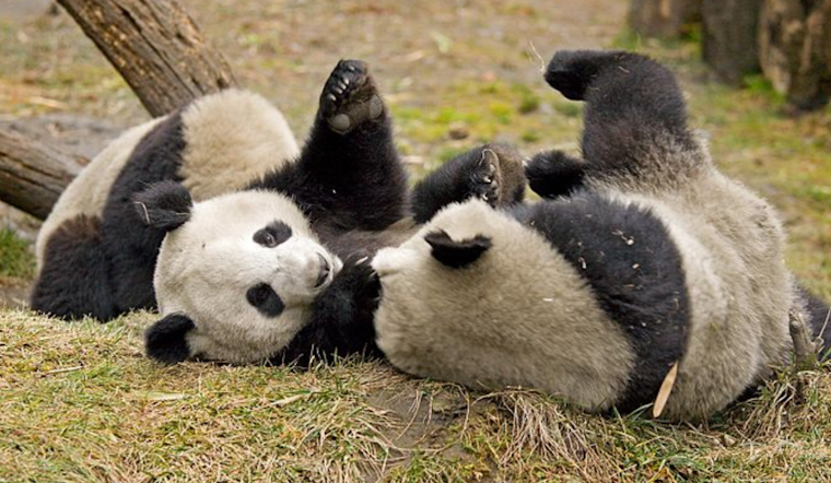 Panda Diplomacy Paused, SF Mayor's $25 Million Fundraising Plan Put on Hold Amid Oversight Concerns