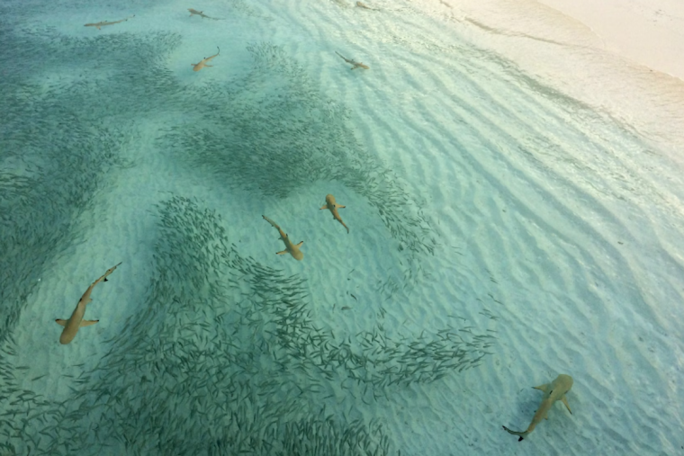Aggressive Shark Sighting Prompts Swim Ban in San Clemente Over Memorial Day Weekend