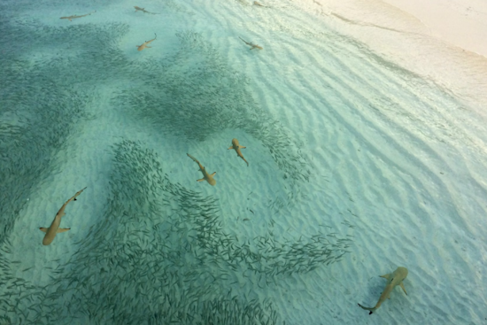 Aggressive Shark Sighting Prompts Swim Ban in San Clemente Over Memorial Day Weekend