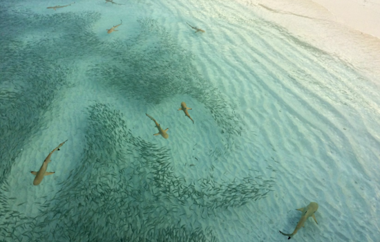 Aggressive Shark Sighting Prompts Swim Ban in San Clemente Over Memorial Day Weekend