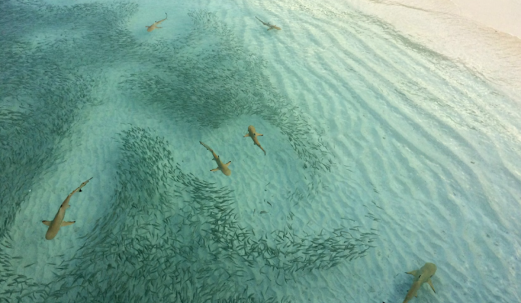 Aggressive Shark Sighting Prompts Swim Ban in San Clemente Over Memorial Day Weekend