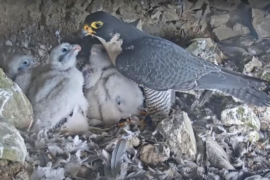Alcatraz Has New Inmates: Peregrine Falcon Chicks Captivate Audiences with Live Nest Cam