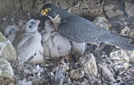 Alcatraz Has New Inmates: Peregrine Falcon Chicks Captivate Audiences with Live Nest Cam