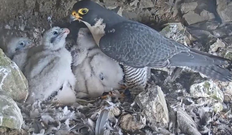 Alcatraz Has New Inmates: Peregrine Falcon Chicks Captivate Audiences with Live Nest Cam