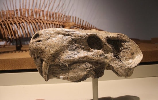 Ancient Predator's Fossil Unearthed on Texas Coast, Revealing Saber-Toothed Cats Roamed Farther Than Thought