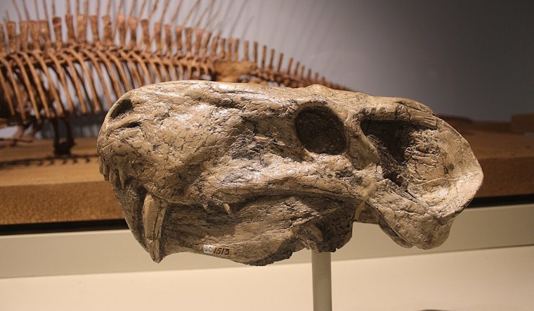 Ancient Predator's Fossil Unearthed on Texas Coast, Revealing Saber-Toothed Cats Roamed Farther Than Thought