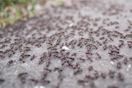 Ant-agonized in Arrest, Galveston Woman Sues Santa Fe PD After 300 Fire Ant Bites