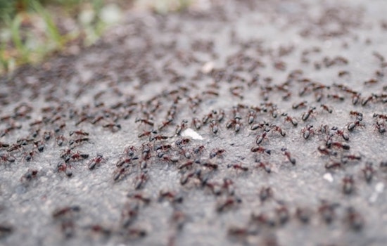 Ant-agonized in Arrest, Galveston Woman Sues Santa Fe PD After 300 Fire Ant Bites