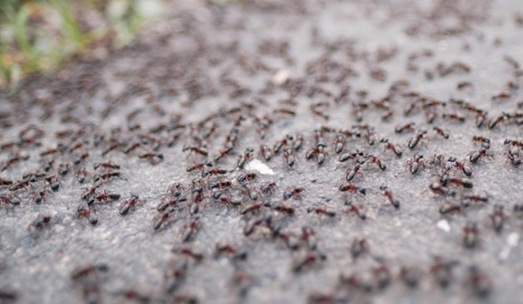 Ant-agonized in Arrest, Galveston Woman Sues Santa Fe PD After 300 Fire Ant Bites