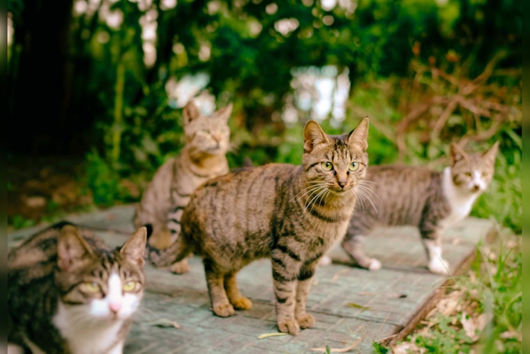 Arizona Humane Society’s 'Working Cats Program' Offers Eco-Friendly Pest Control in Phoenix