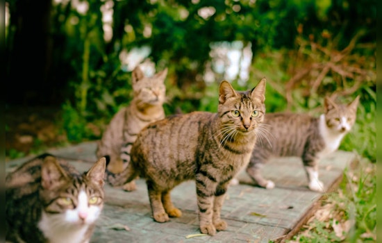 Arizona Humane Society’s 'Working Cats Program' Offers Eco-Friendly Pest Control in Phoenix