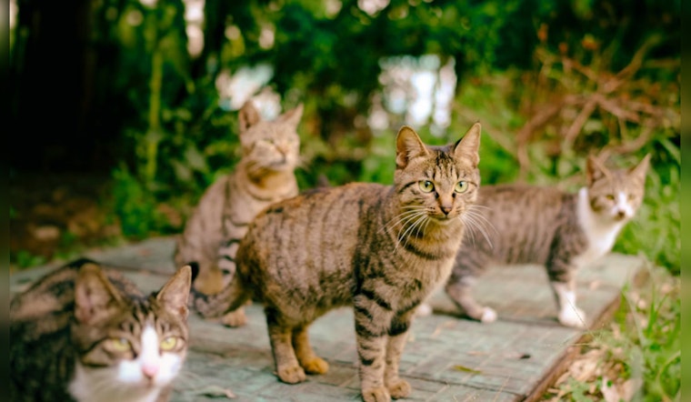 Arizona Humane Society’s 'Working Cats Program' Offers Eco-Friendly Pest Control in Phoenix