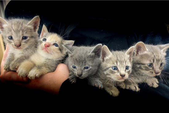 Arlington Animal Services Educates on Kitten Care, Seeks Foster Homes Amid Seasonal Surge