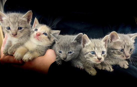 Arlington Animal Services Educates on Kitten Care, Seeks Foster Homes Amid Seasonal Surge