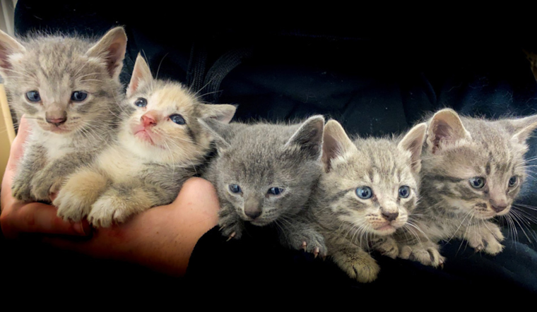 Arlington Animal Services Educates on Kitten Care, Seeks Foster Homes Amid Seasonal Surge