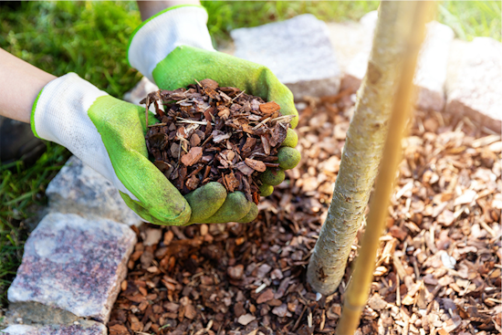 Arlington Parks and Recreation Shares Essential Mulching Techniques for Tree Health