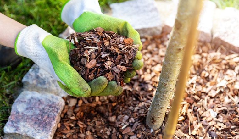 Arlington Parks and Recreation Shares Essential Mulching Techniques for Tree Health