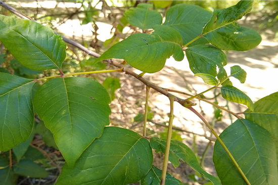 Arlington Parks & Recreation Warns of Poison Ivy and Oak as Texans Prep for Summer