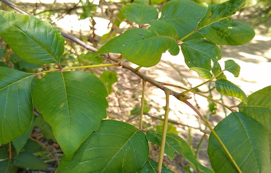 Arlington Parks & Recreation Warns of Poison Ivy and Oak as Texans Prep for Summer