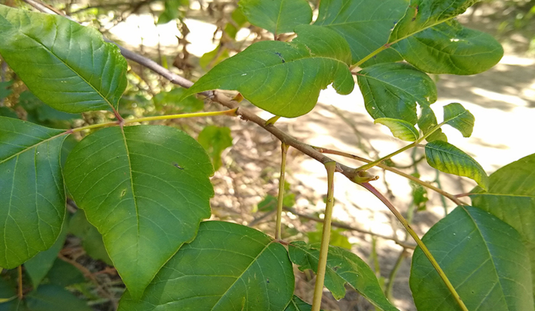 Arlington Parks & Recreation Warns of Poison Ivy and Oak as Texans Prep for Summer
