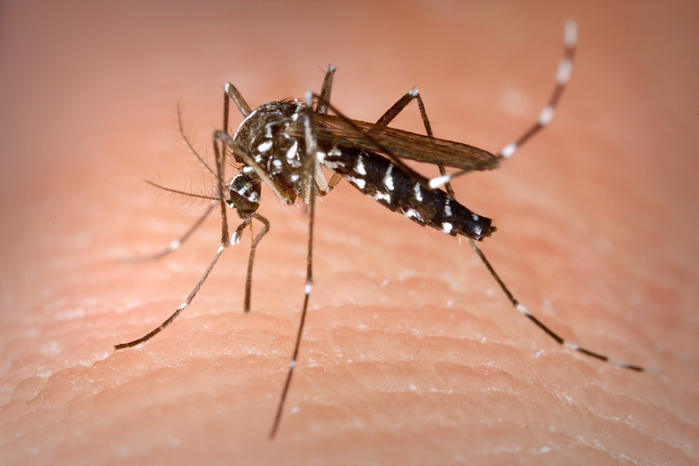 Arlington Ramps Up West Nile Virus Battle with Targeted Mosquito Spraying Campaign