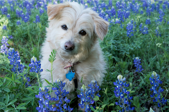 Arlington's "Doo the Right Thing" Canine Photo Contest Promotes Clean Waterways