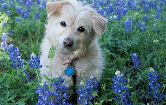 Arlington's "Doo the Right Thing" Canine Photo Contest Promotes Clean Waterways