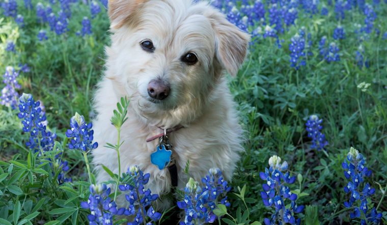 Arlington's "Doo the Right Thing" Canine Photo Contest Promotes Clean Waterways