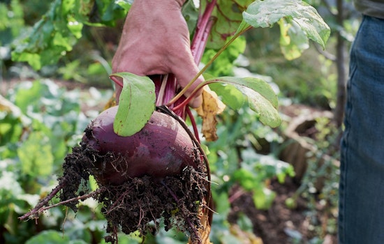 Austin Embraces Agrihood Experiment, Council Approves Merging Farms with Affordable Housing in East Austin