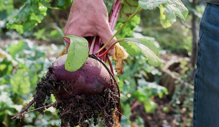 Austin Embraces Agrihood Experiment, Council Approves Merging Farms with Affordable Housing in East Austin