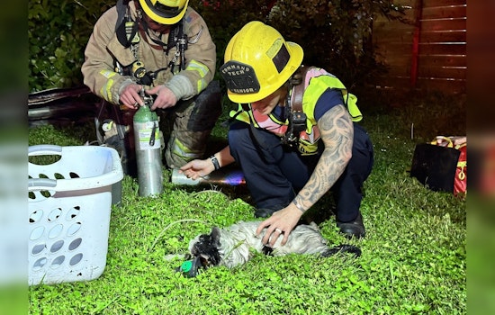 Austin Fire Department Rescues Individual and 3 Cats from East Austin Blaze, 1 Injured