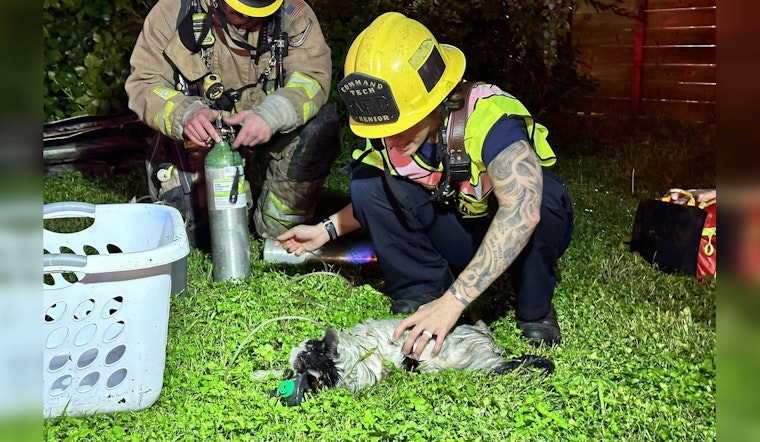 Austin Fire Department Rescues Individual and 3 Cats from East Austin Blaze, 1 Injured