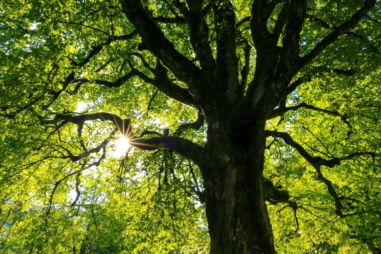 Austin's Leaky Pipes Nourish Trees on UT Campus During Drought