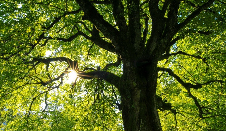 Austin's Leaky Pipes Nourish Trees on UT Campus During Drought