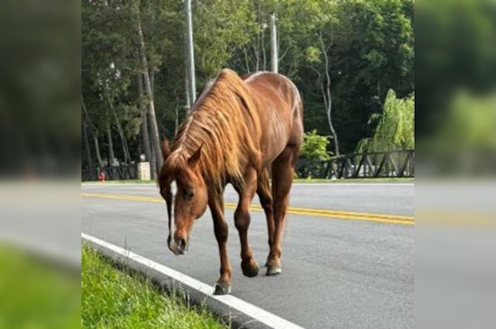 Barrow County Sheriff's Office Seeks Owner of Horse Found Roaming Winder Roadway
