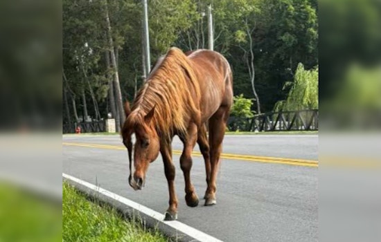 Barrow County Sheriff's Office Seeks Owner of Horse Found Roaming Winder Roadway